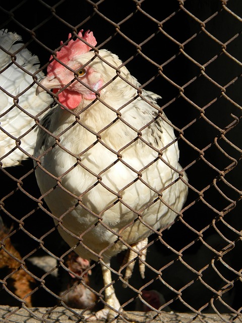 库拉索主帅：我们对德国很了解，但对科特迪瓦、厄瓜多尔不熟